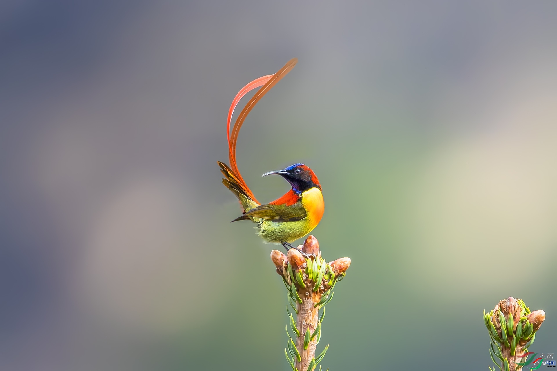 ��ɽ--ѩ��  ��ʦ�����ڹ���ʡ������������.jpg