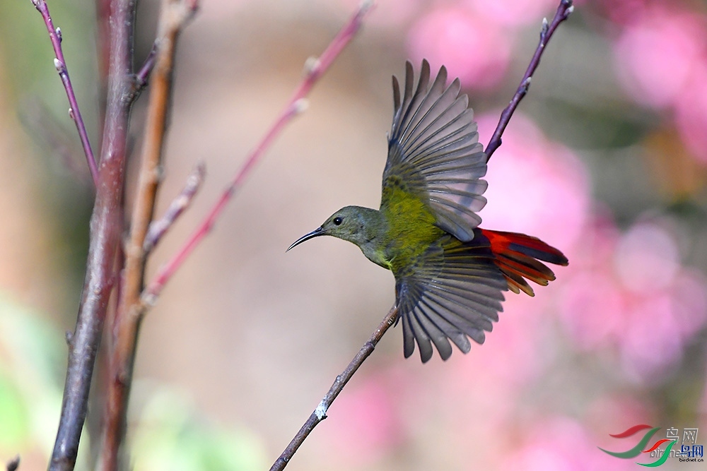 ɭ��  ��ʦ����������ʡ��ɽ��.jpg