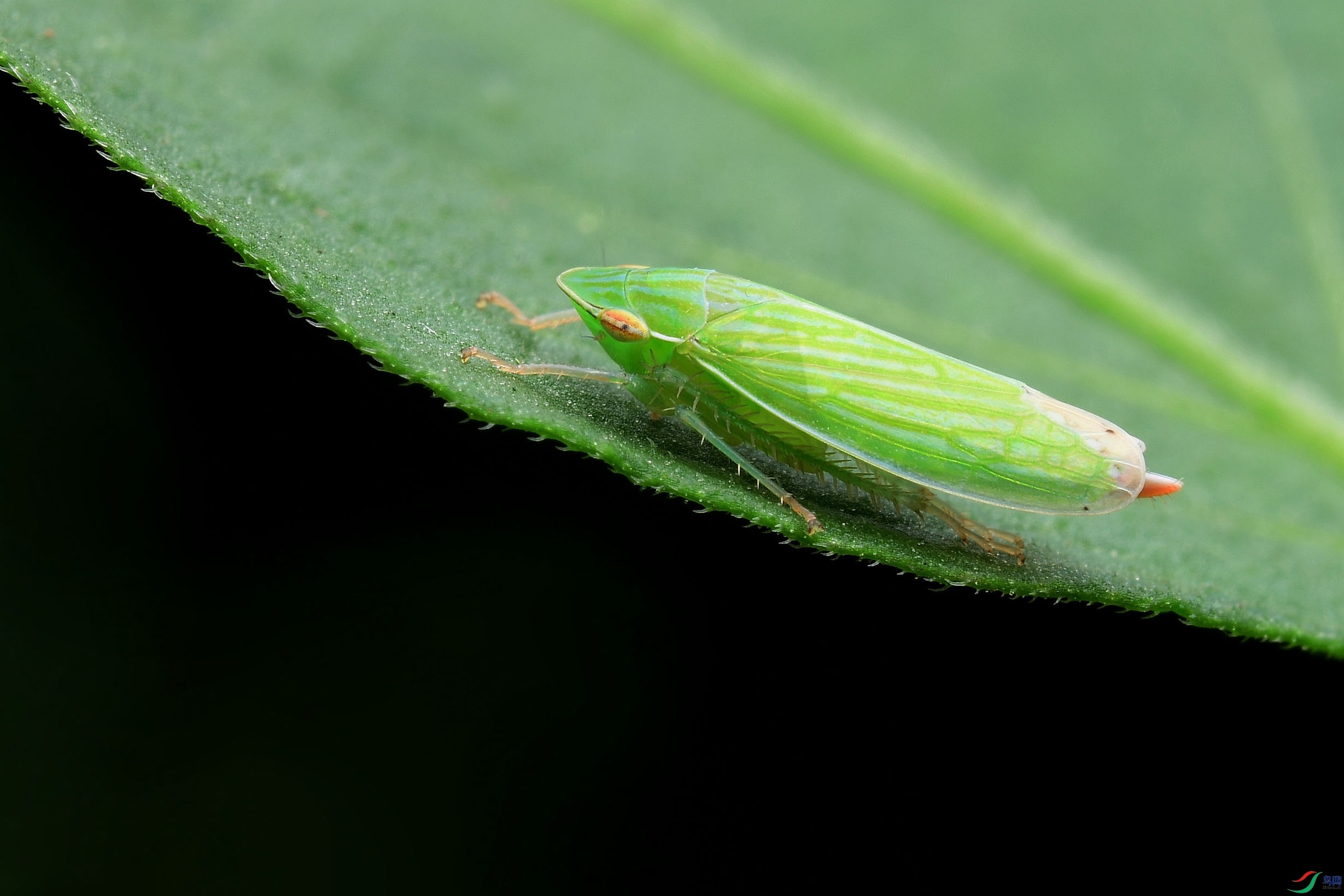 2021-09-13 13-40-45 (B,Radius8,Smoothing4)-1.jpg