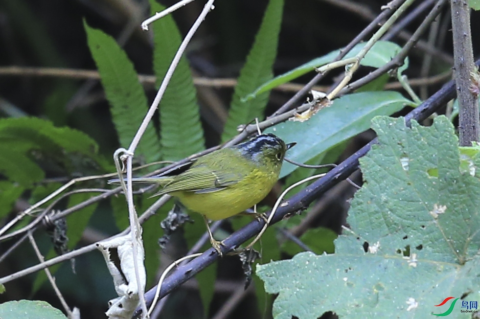 ����� (33)����.jpg