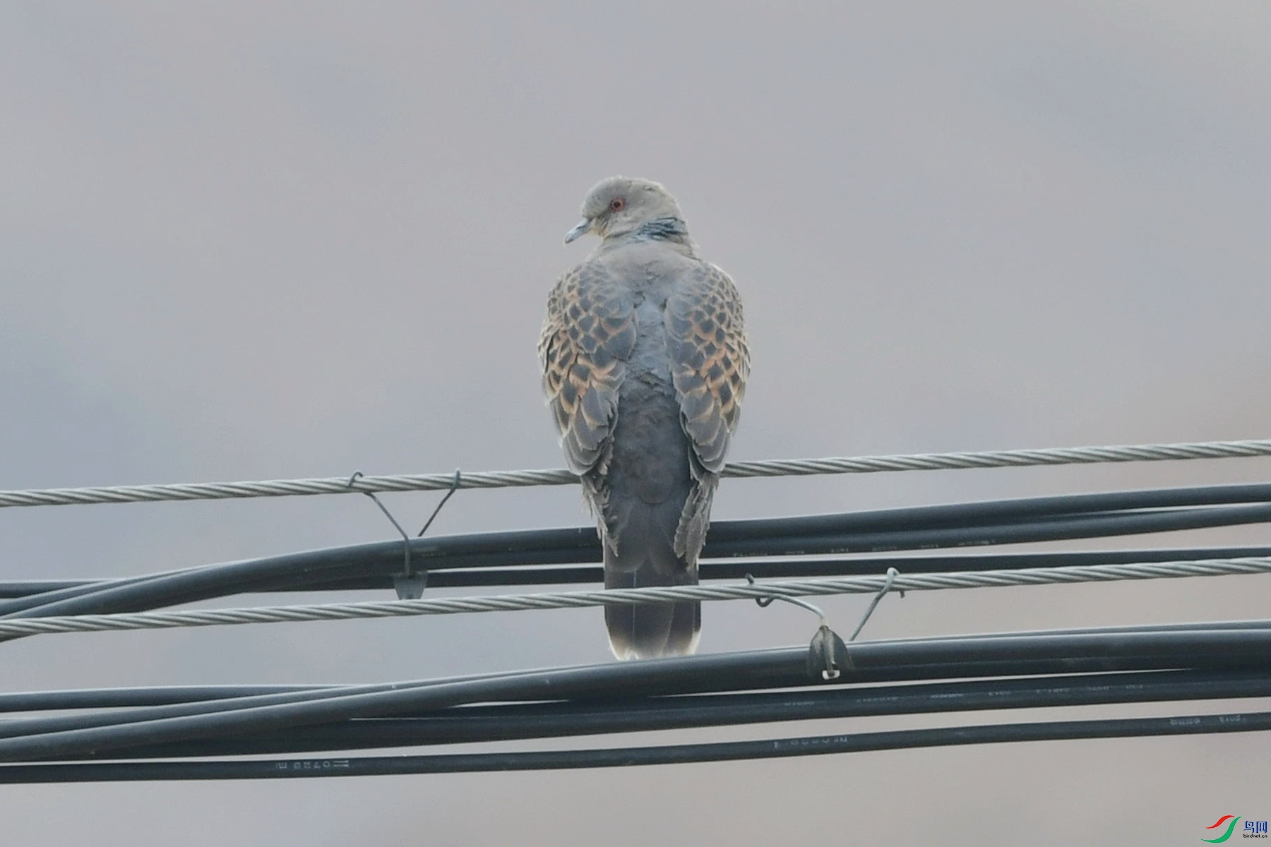 DSC_7452_����Ұ�����ɹ�.jpg