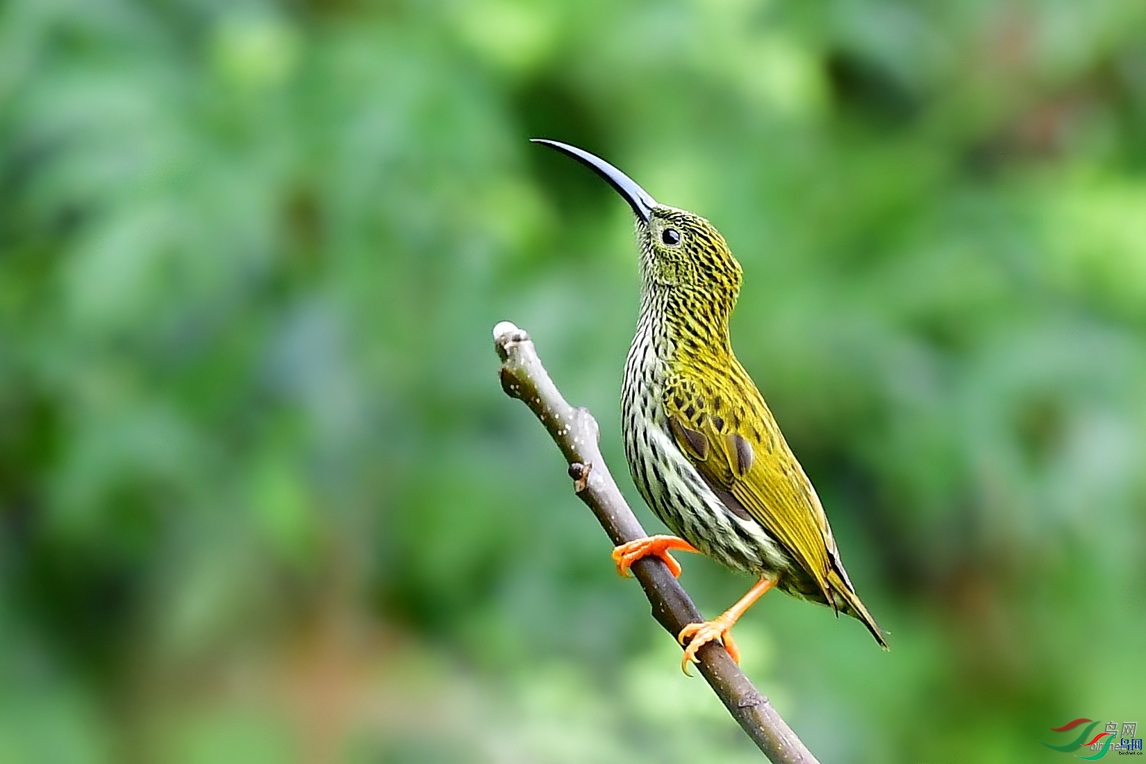 ��ľ����  ��ʦ����.jpg