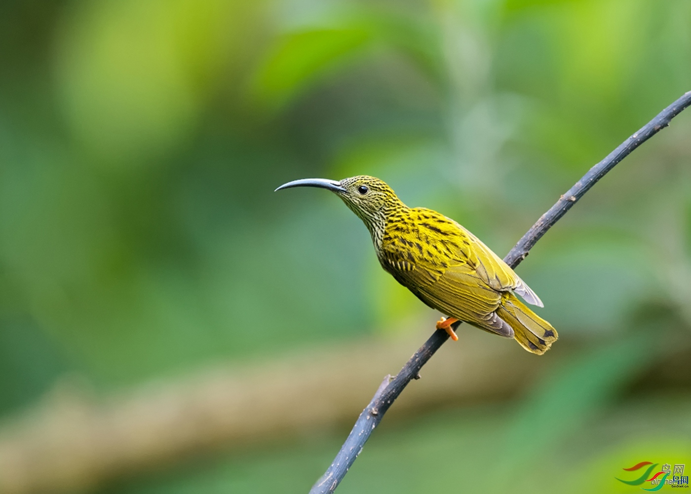 �������� ��ʦ����������ʡ��ɽ��.jpg