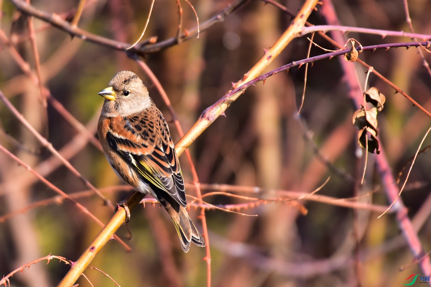DSC_9006.JPG