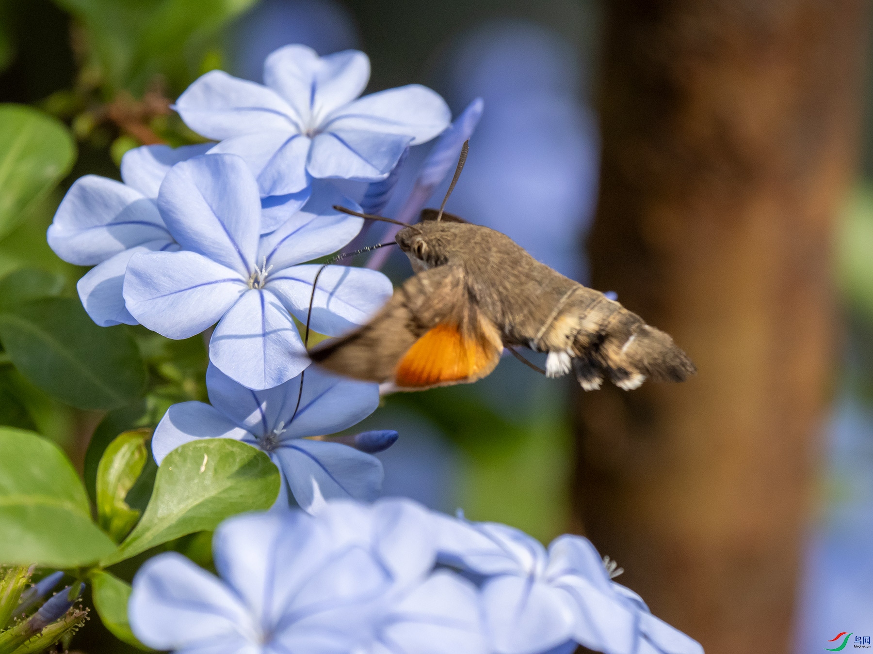 ����ӥ������ѩ������