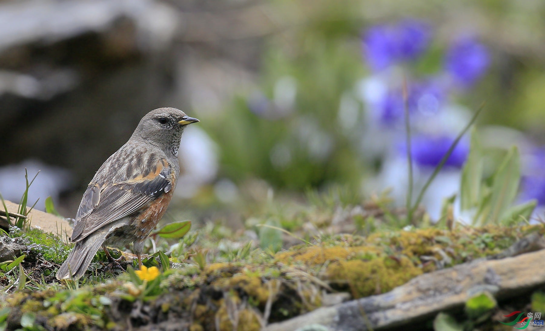 �ɶ�����  ��ʦ�������Ĵ�ʡ���Ӳ���Ǽ�������� ������.jpg