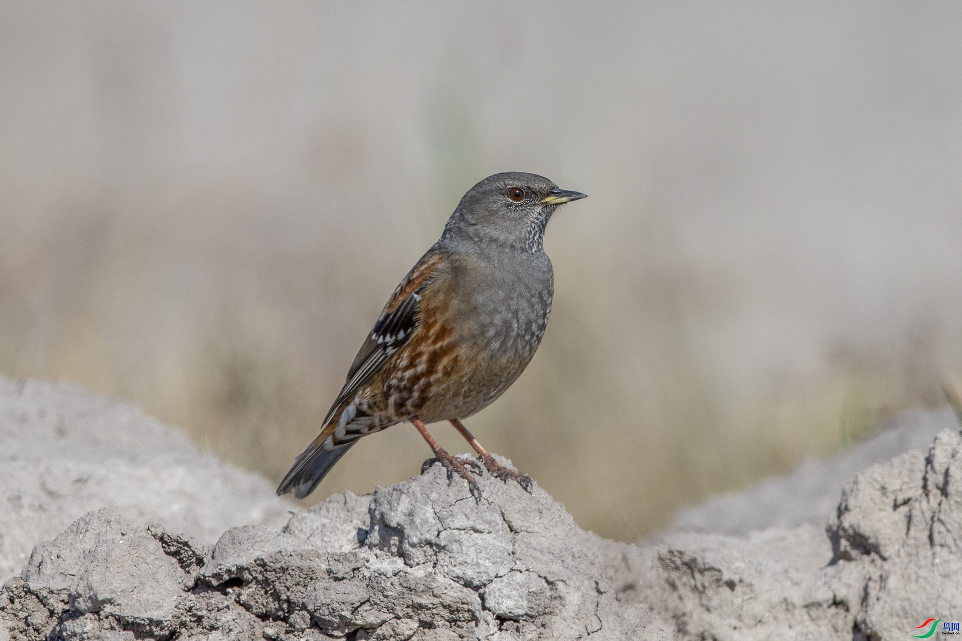 ����ʯͷ  ��ʦ�����ڼ���ʡ��ԭ��Ǭ����.jpg