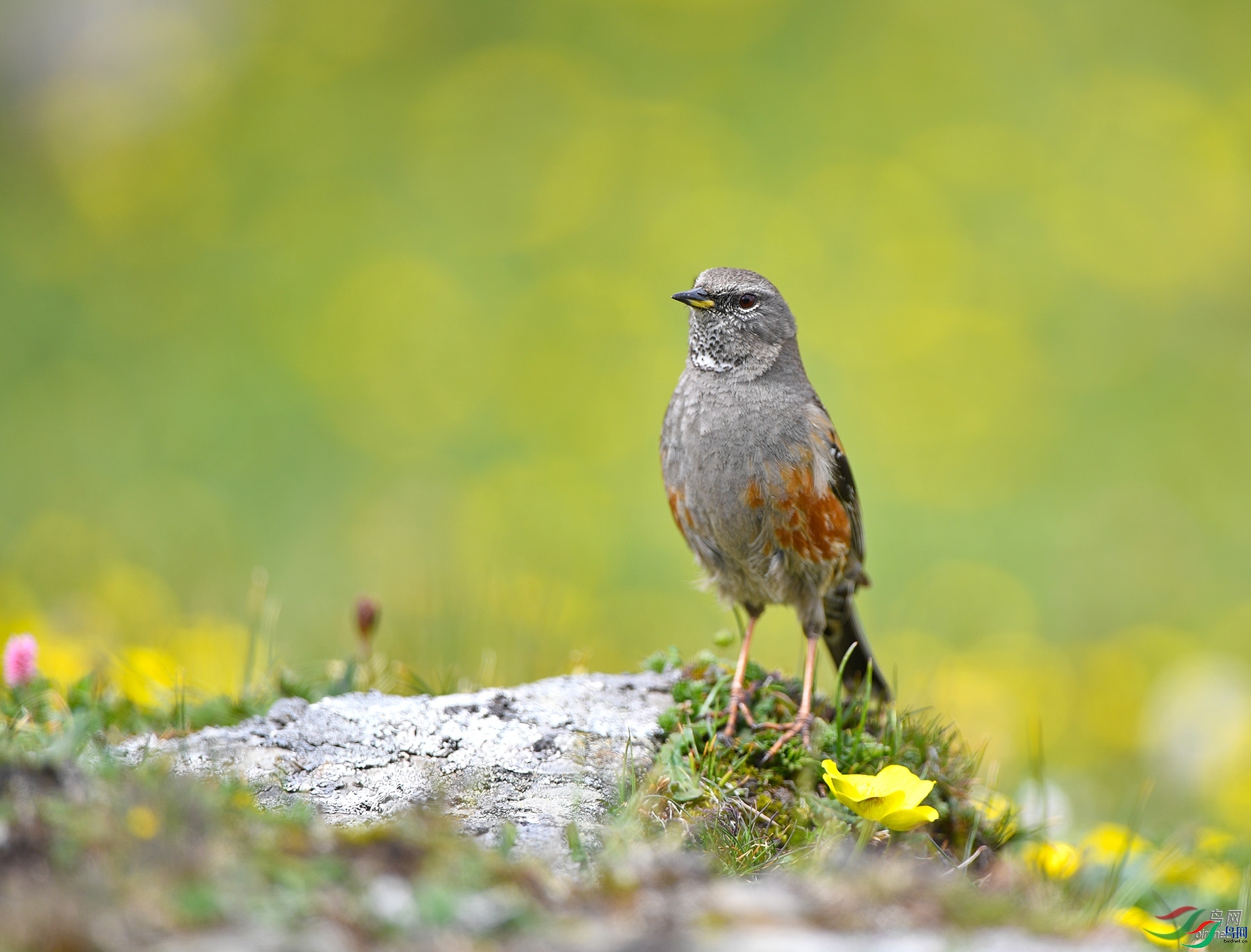 ��������  ��ʦ�������Ĵ�ʡ���Ӳ���Ǽ�������� �봨��.jpg