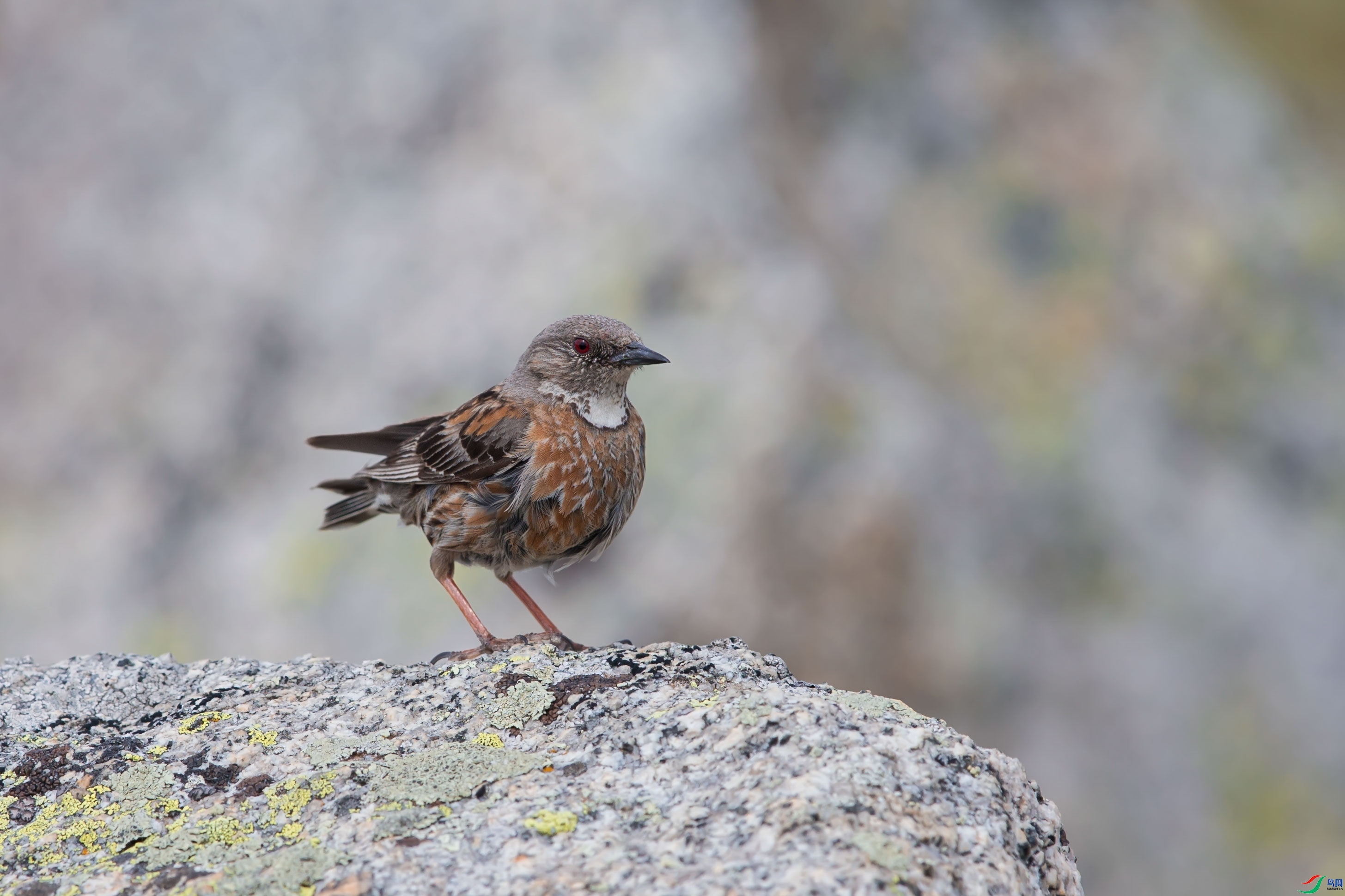 ������  ��ʦ����������������ɽ�ϵ����˿�����.jpg