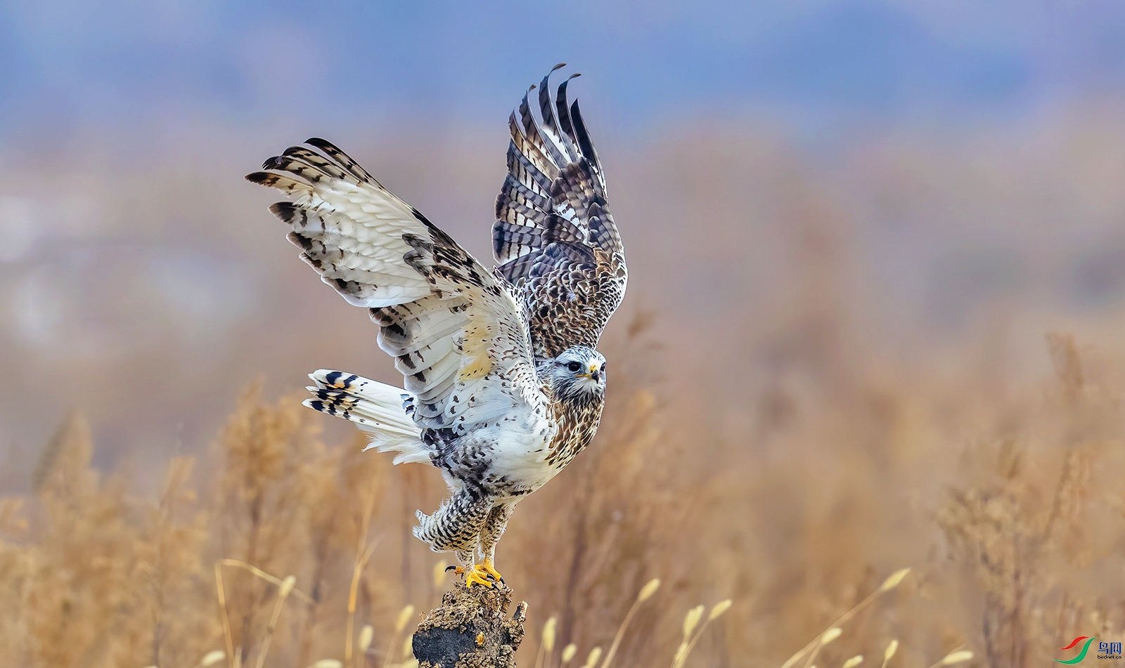 AC0I4274-2 ����.jpg