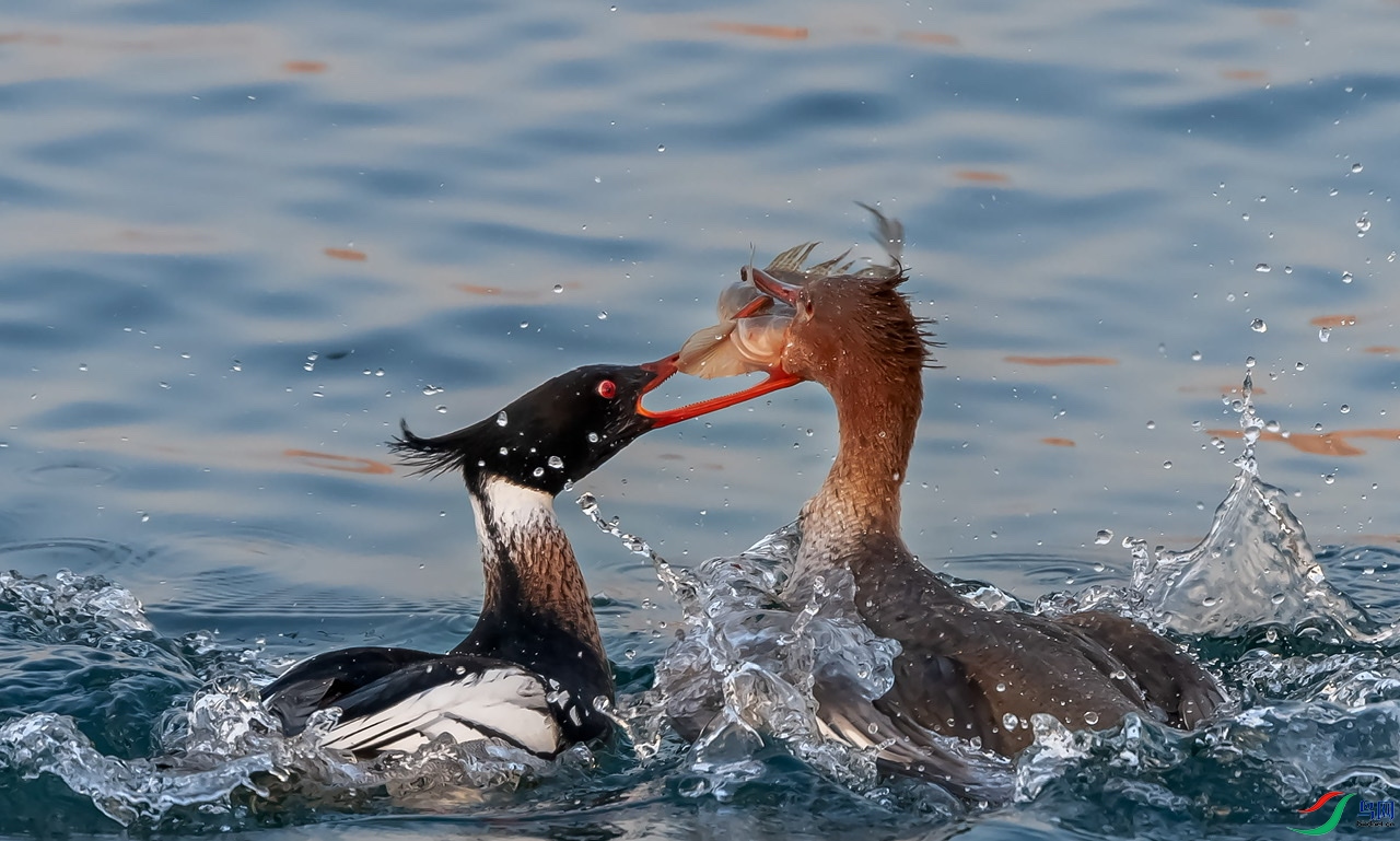 ������ɳѼ