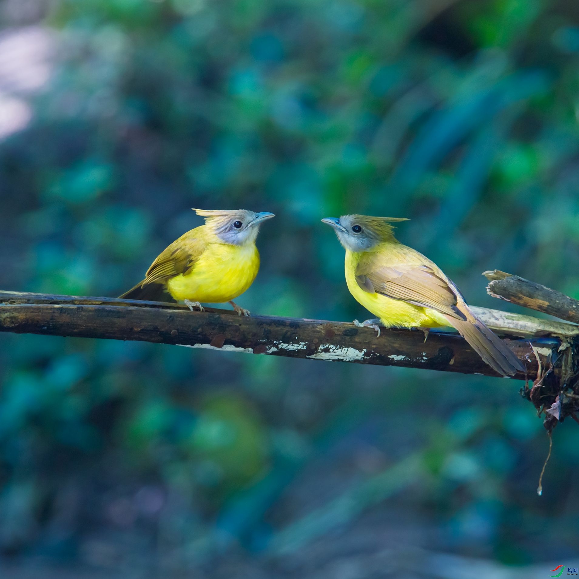 �Ƹ�����