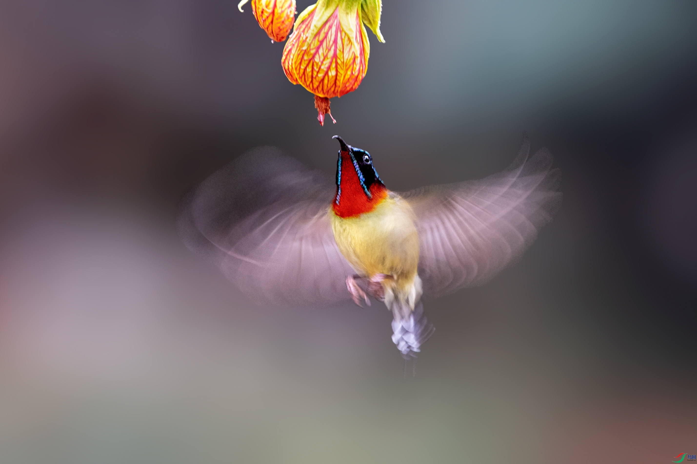 DSC_7085f.jpg