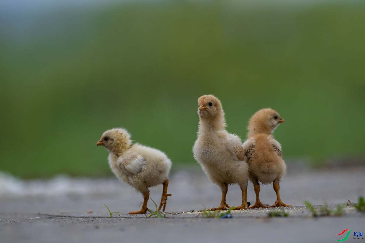 _DSC0930.jpg-.jpg