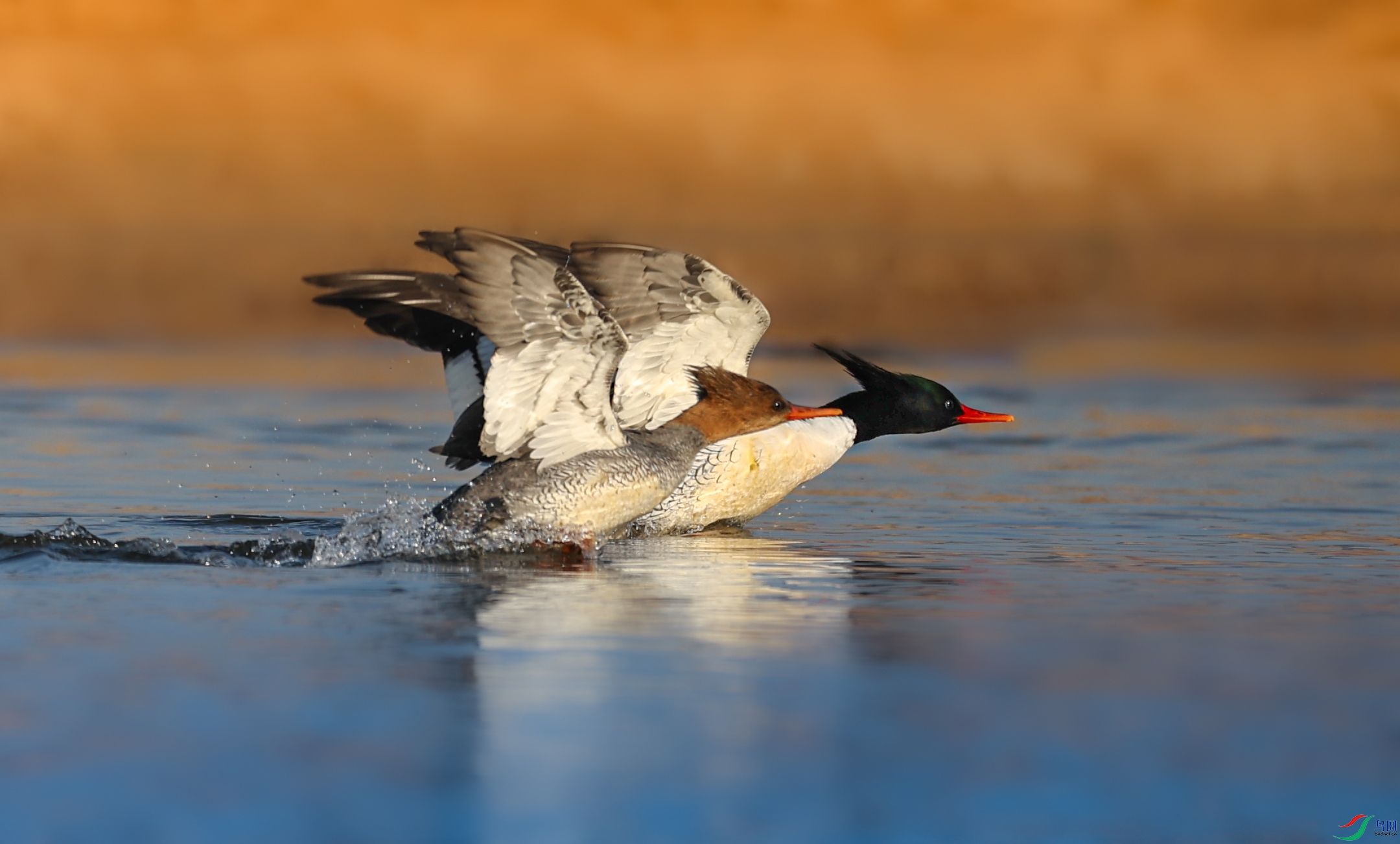 ��ͼ083A4967.jpg