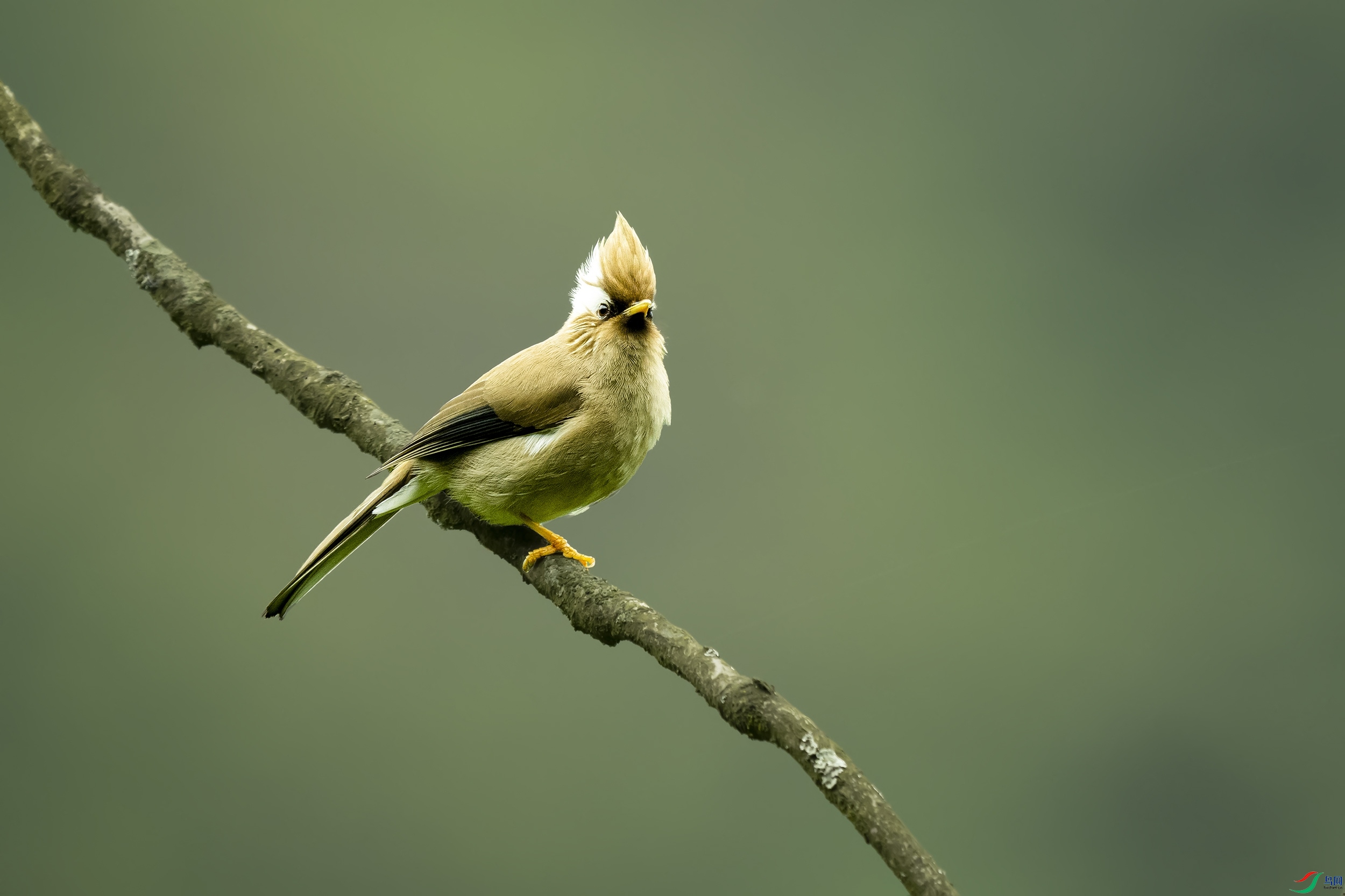 高洁典雅的小鸟白领凤鹛