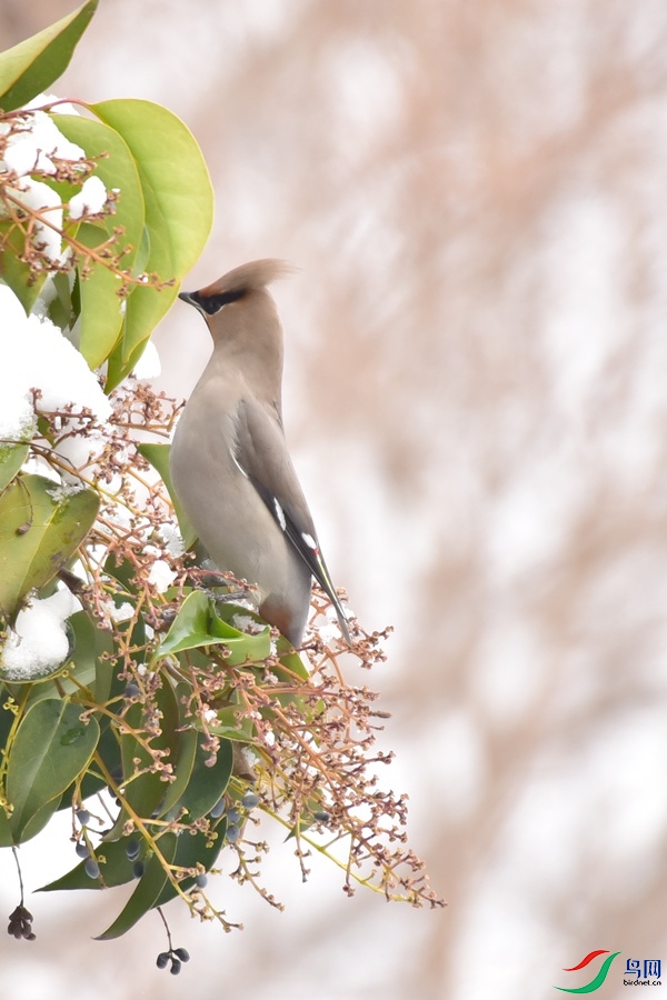 DSC_2464.JPG