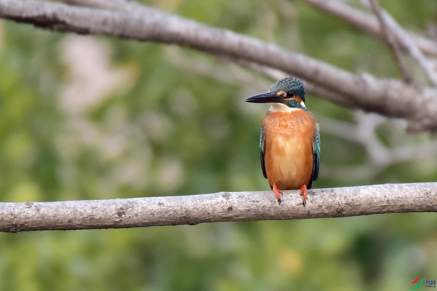DSC_9523.JPG