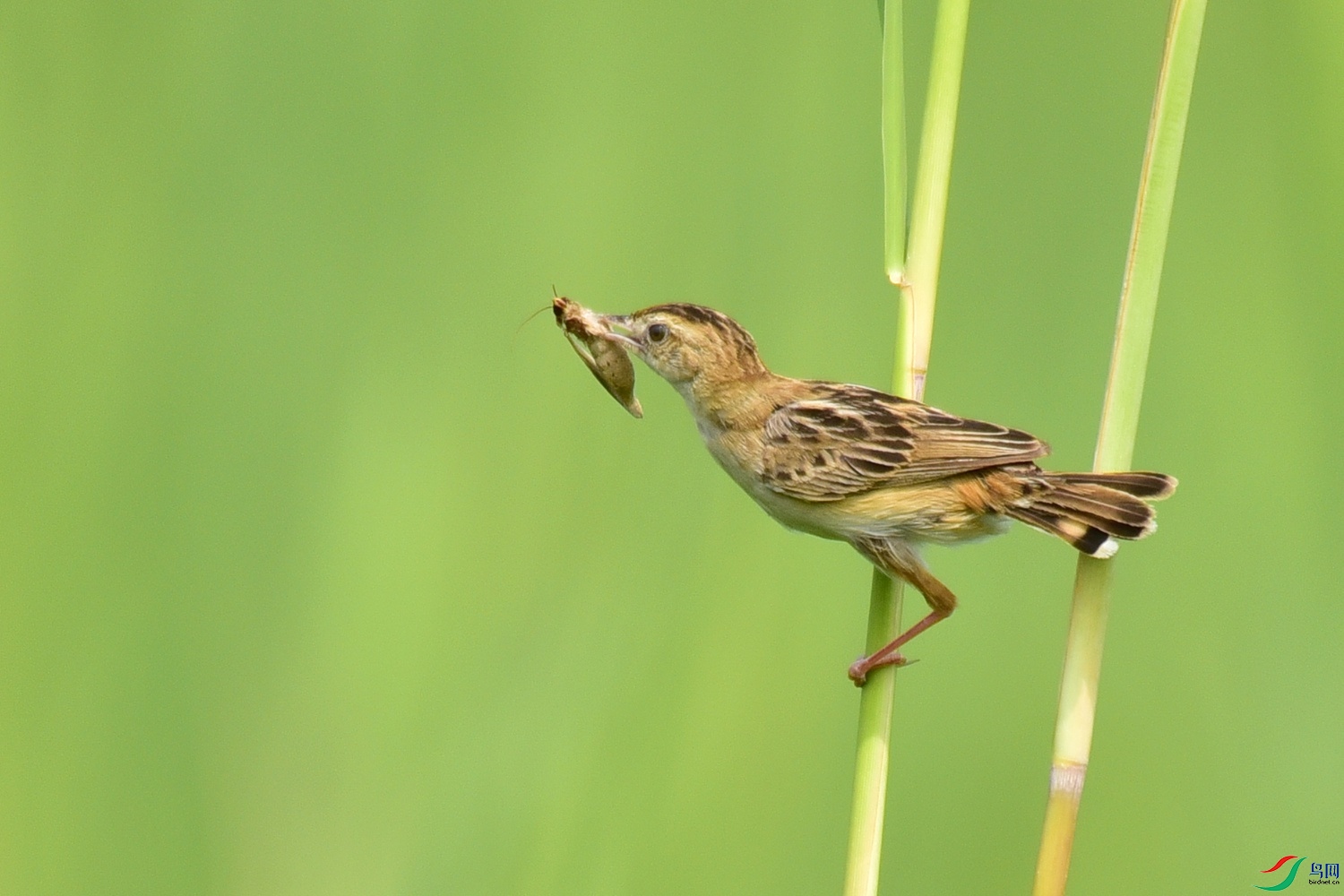 Picture 16632704.jpg