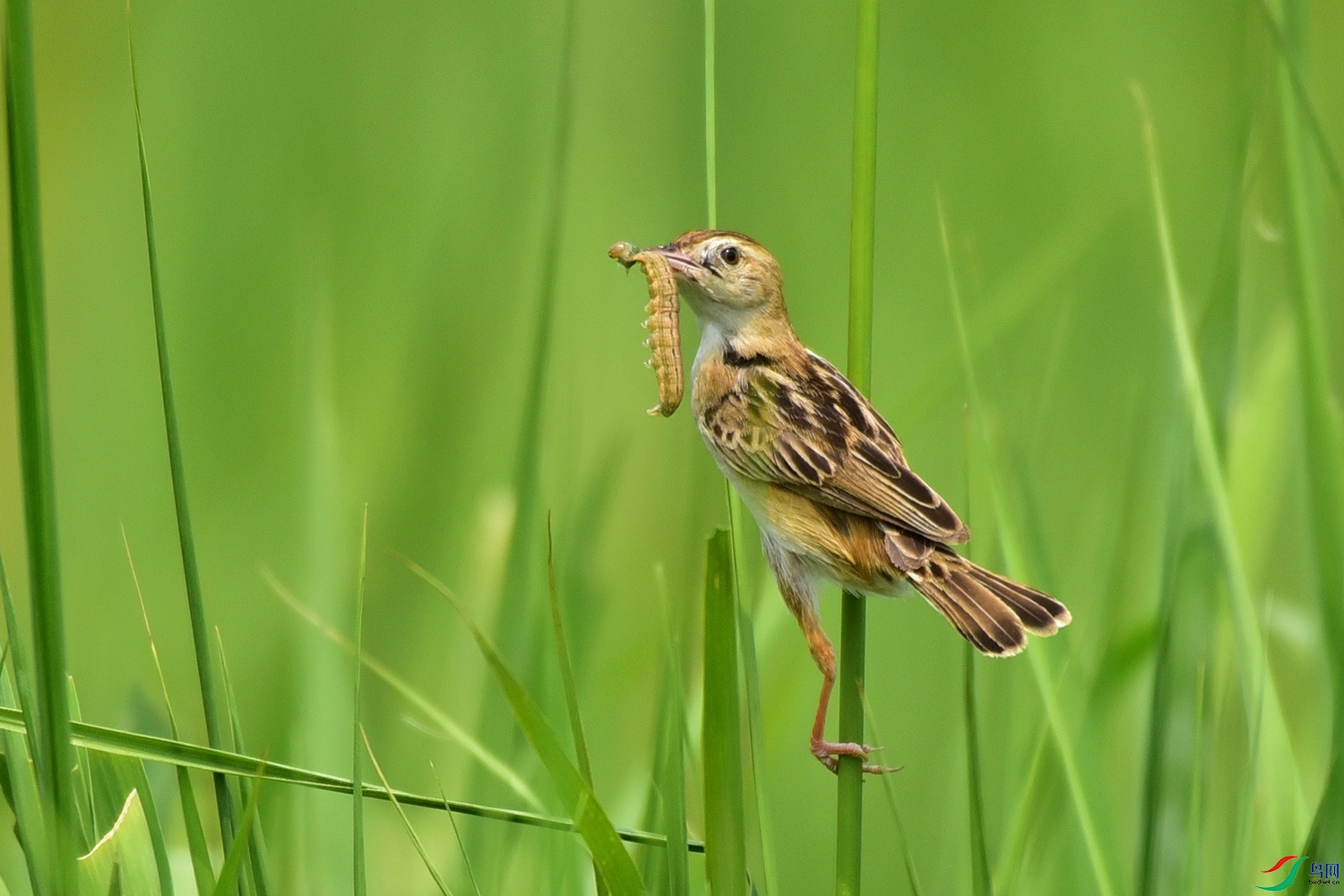 Picture 18625216.jpg