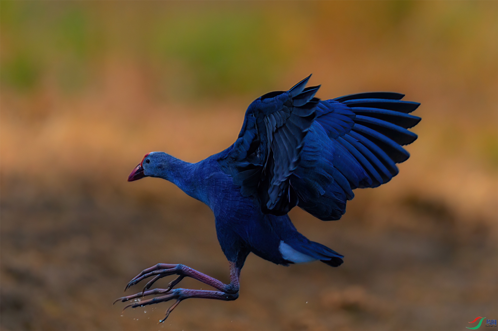 _M5T2186-1.jpg67.jpg