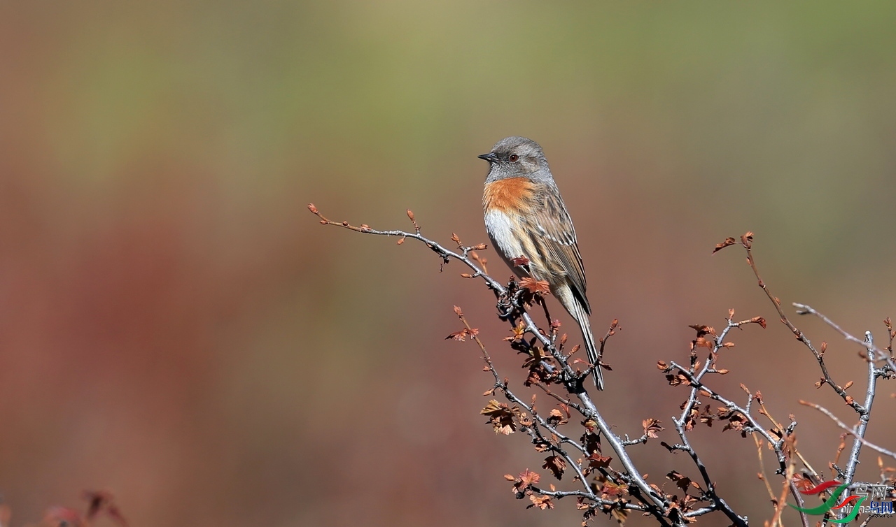 ����һֻ��  ��ʦ�������Ĵ�ʡ���β��������ݿ�����.jpg