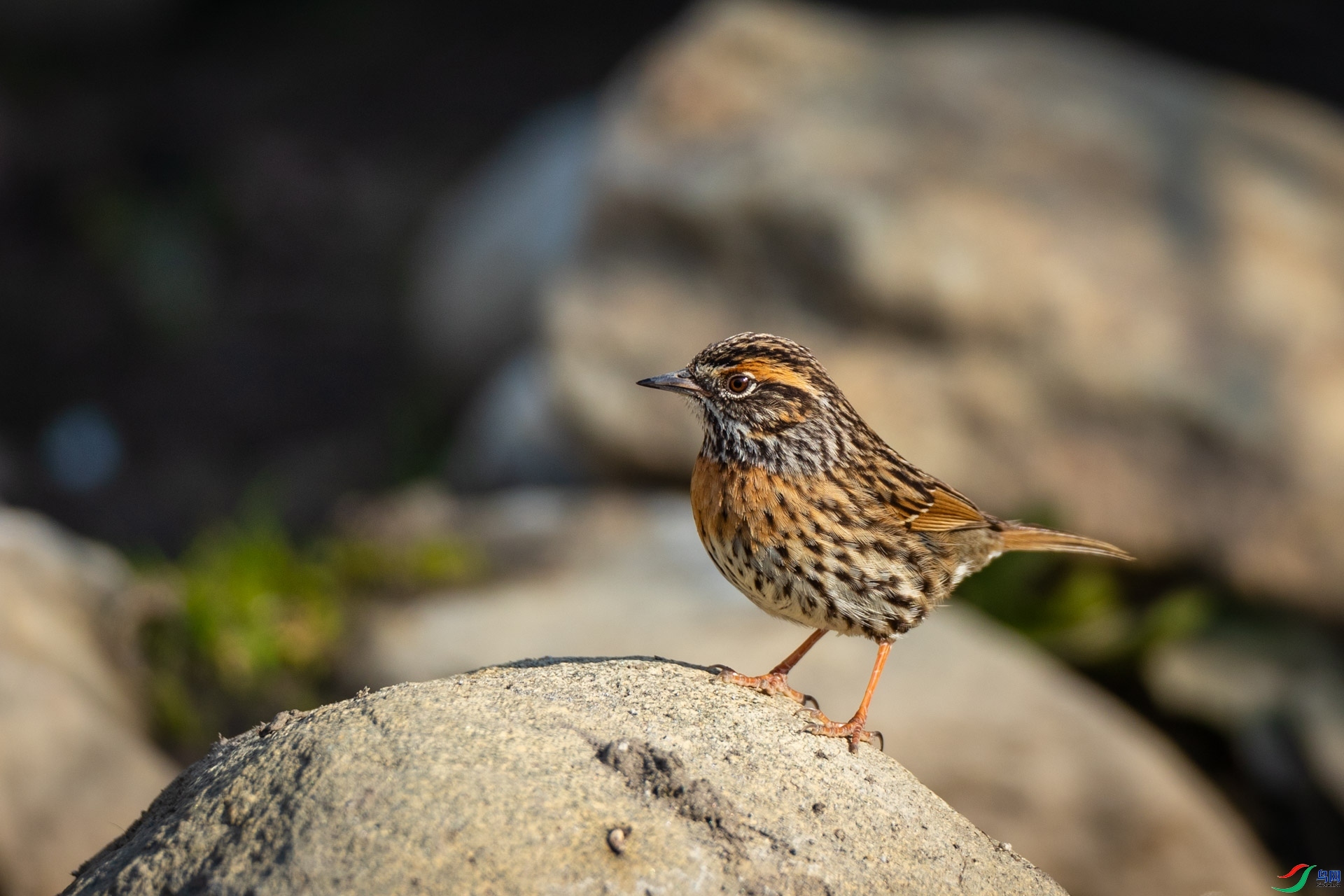 ϲ��  ��ʦ������������������֥����������.jpg