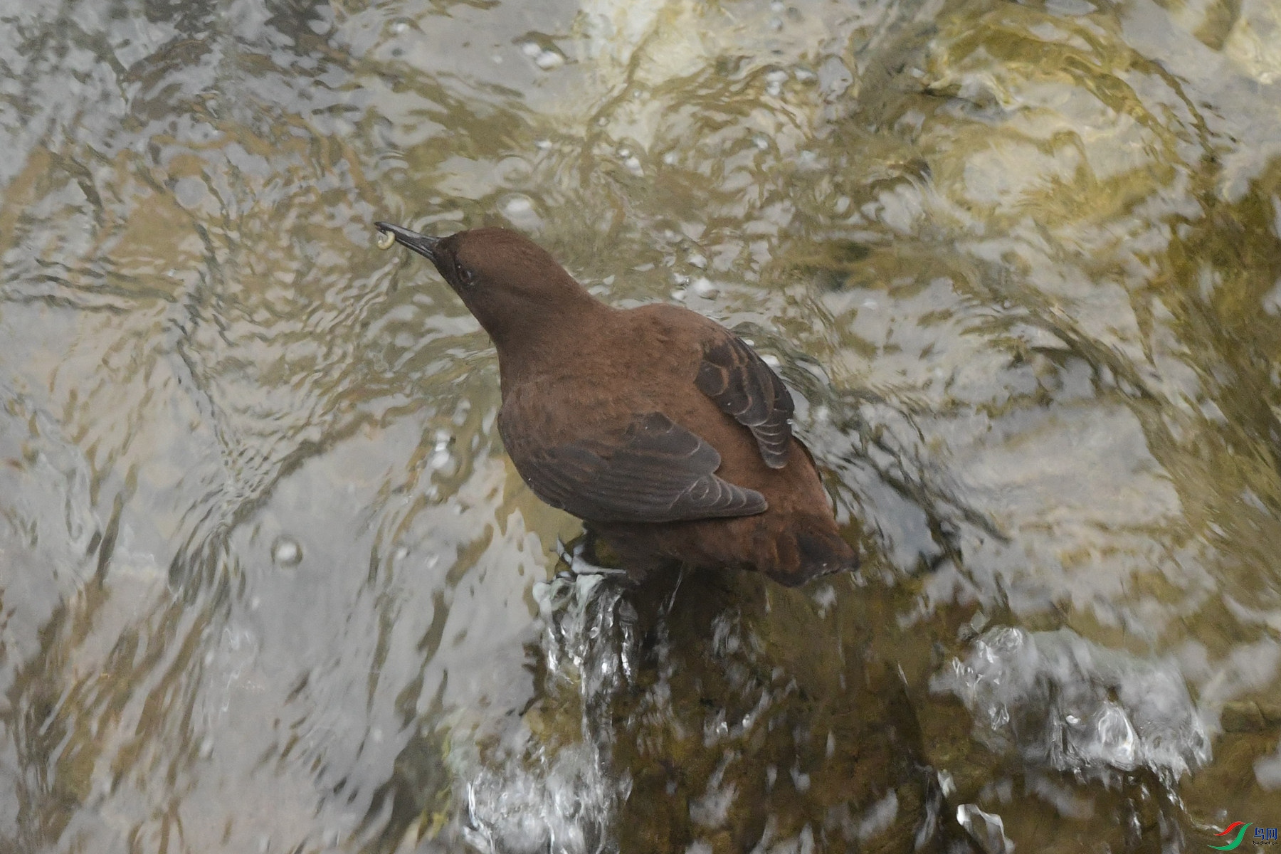 DSC_8501_����̨��.jpg