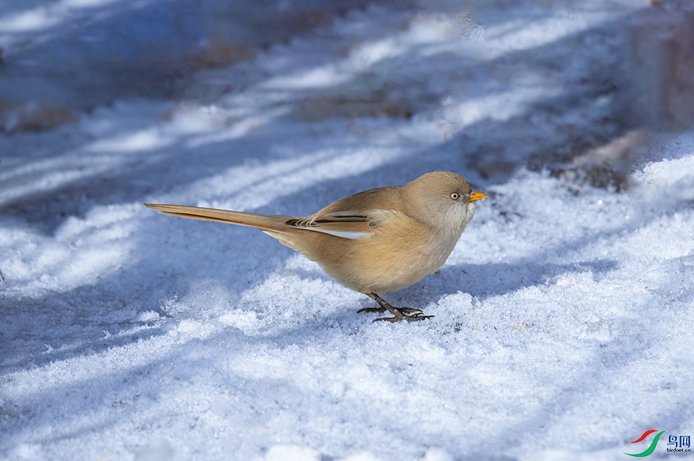 _DSC3702 - ����.jpg