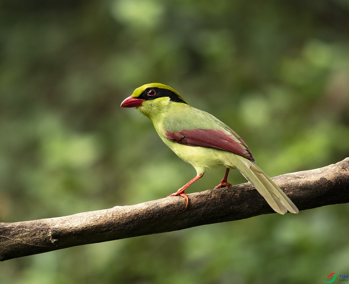ӡ֧�G�o Indochinese Green Magpie_DSC4274����1.jpg