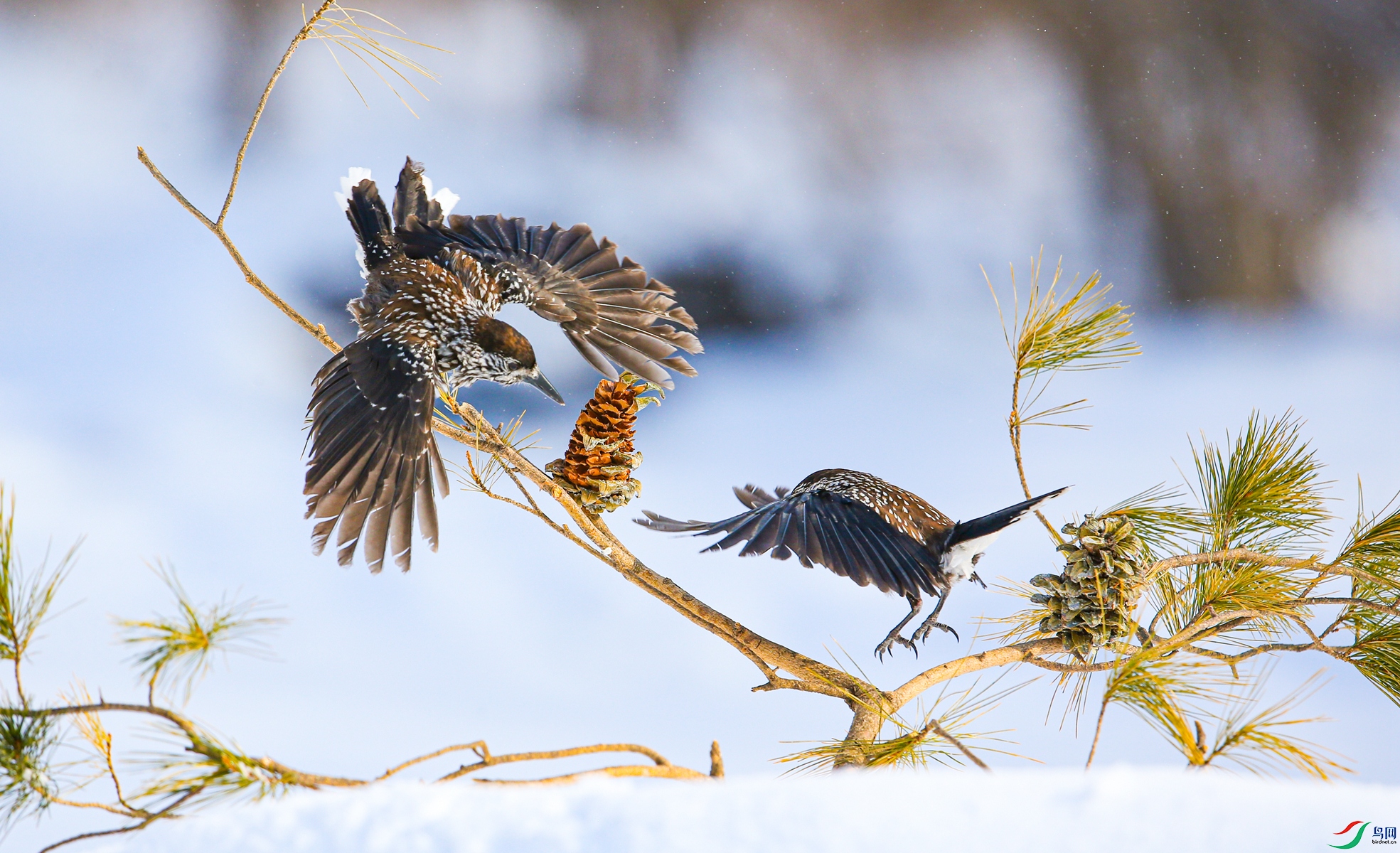 BE7W8802 - ����.JPG