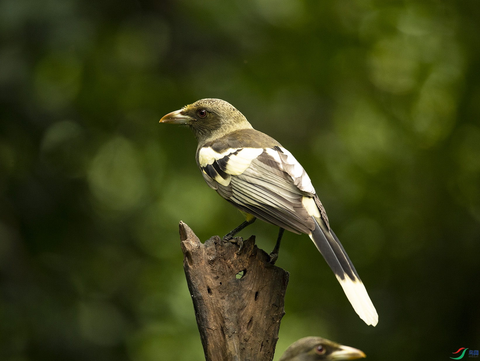 �׳��{�o White-winged Magpie_DSC4038����1.jpg