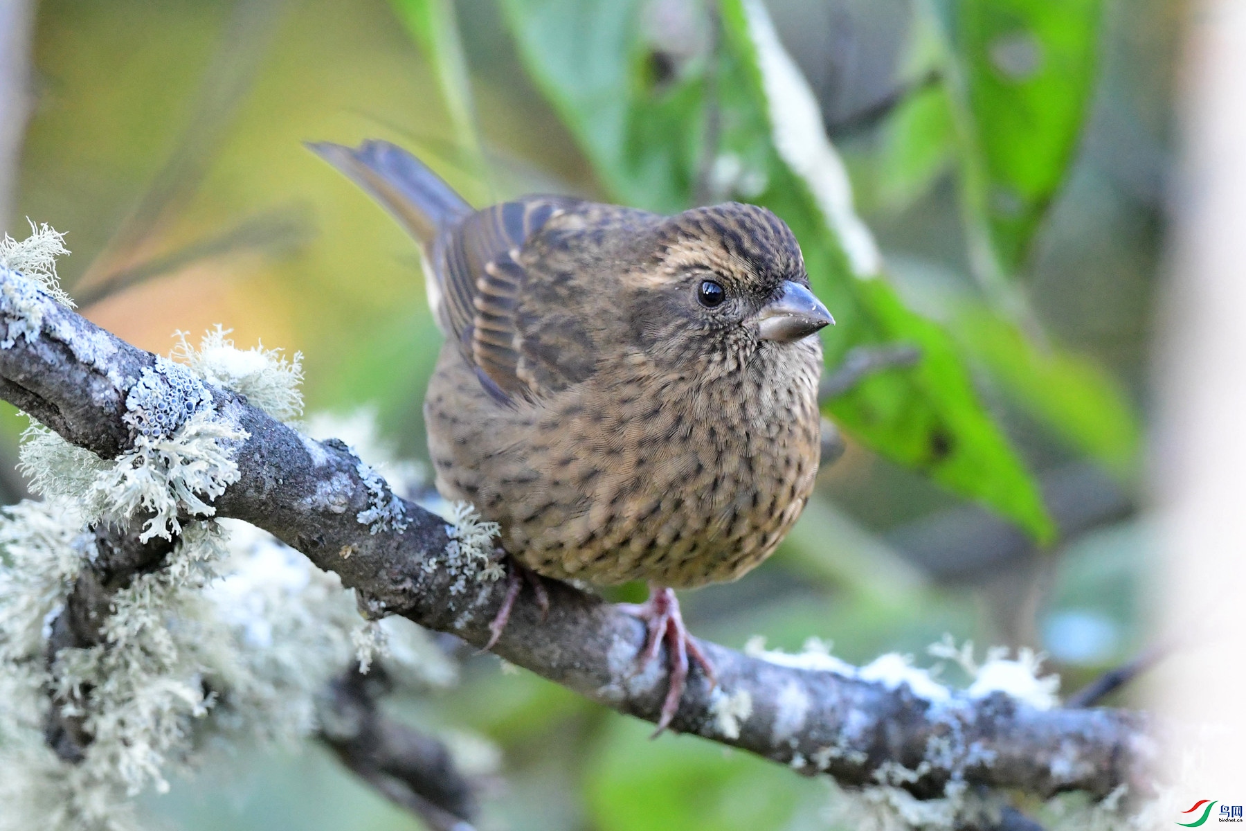 DSC_9573_��Ұ��.jpg