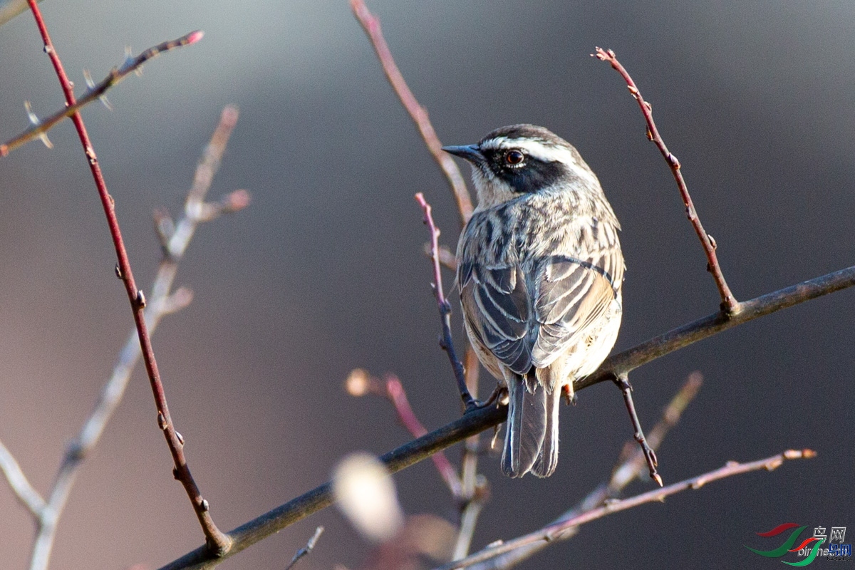 ����   ��ʦ�������Ĵ�ʡ���β����������Ž���.jpg