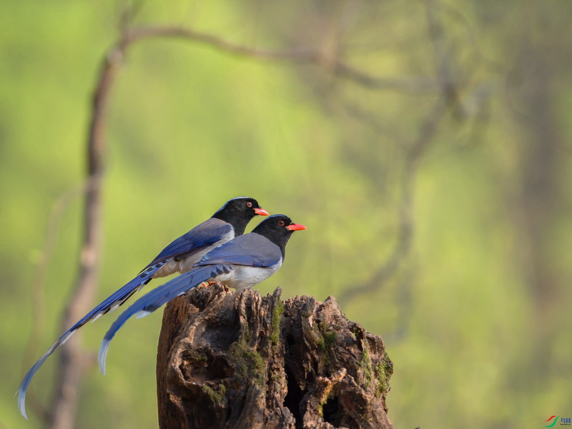 ������ȵ