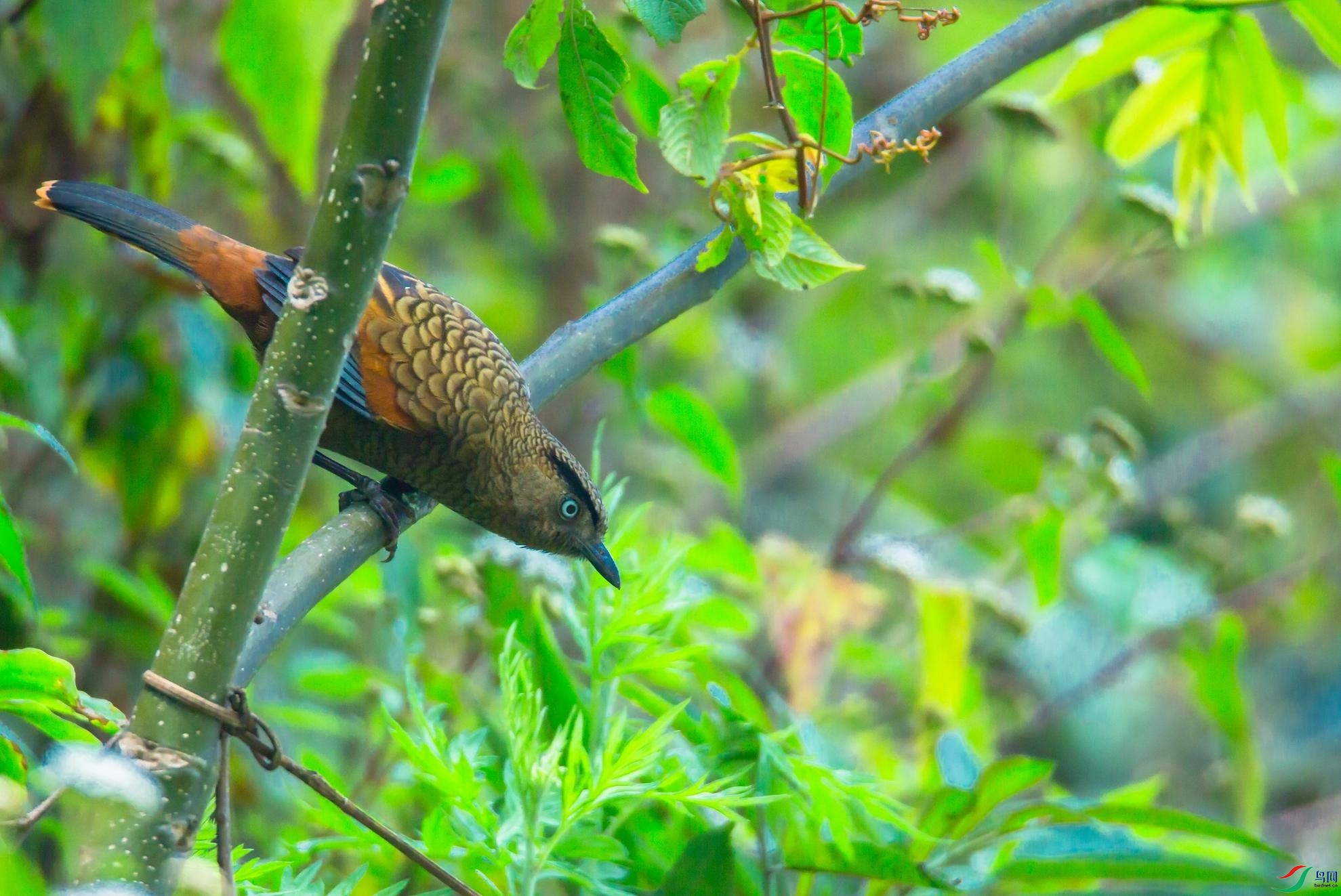 �������B