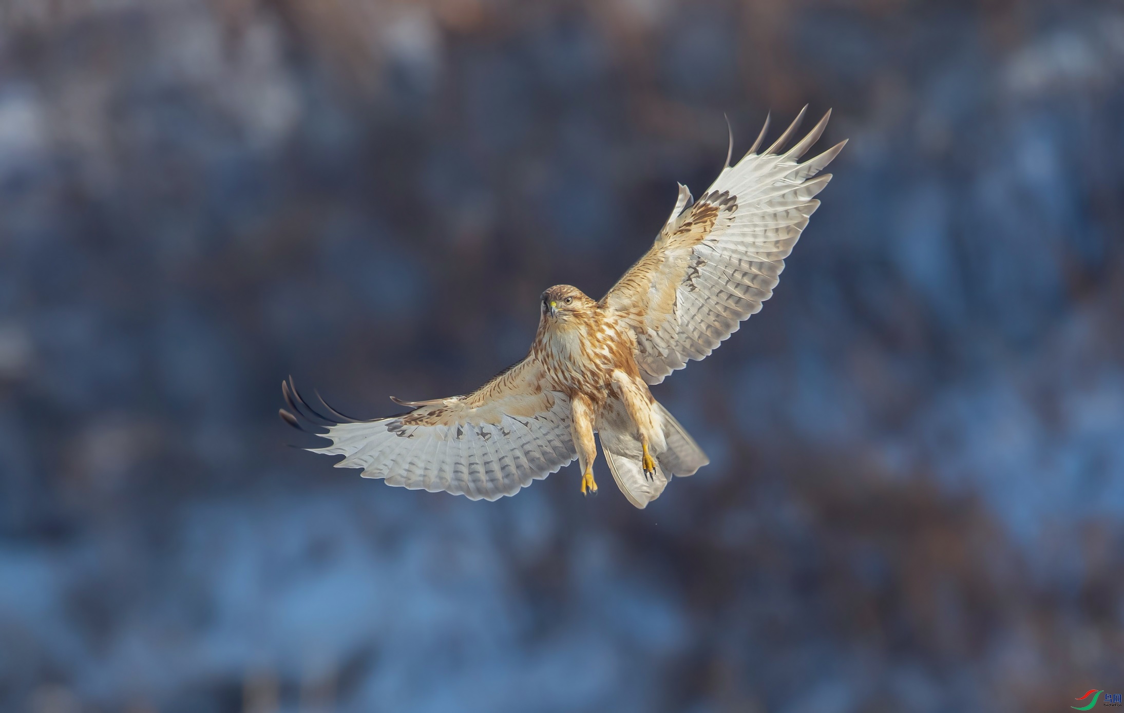 ������׹