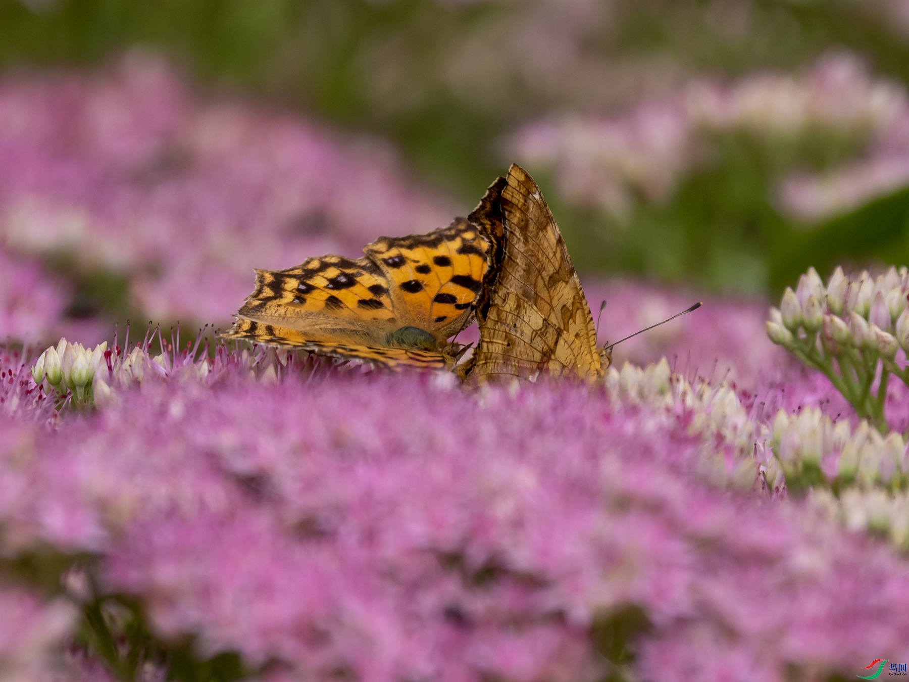 ̸��˵���ĺ��̵�