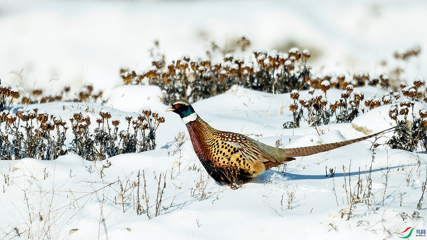 _DSC7304.jpg