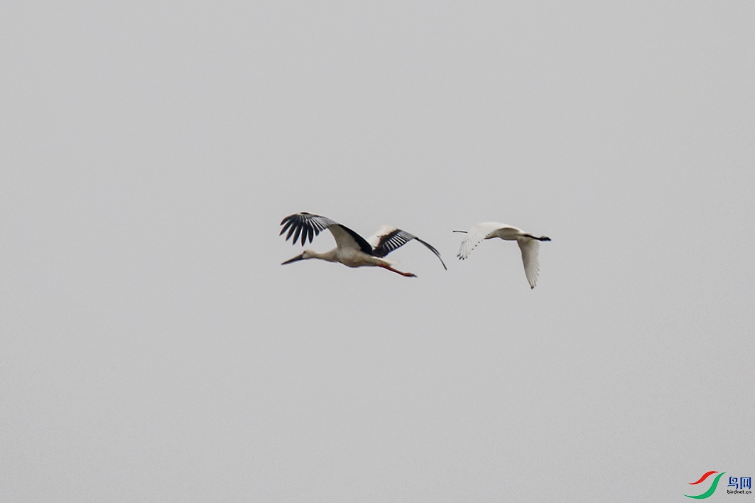 ��ֵ����