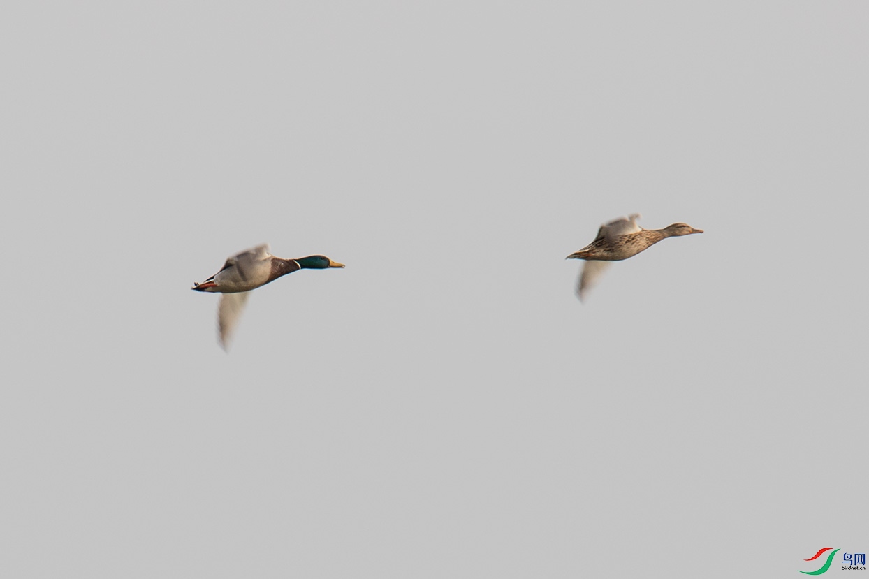 ����˫��