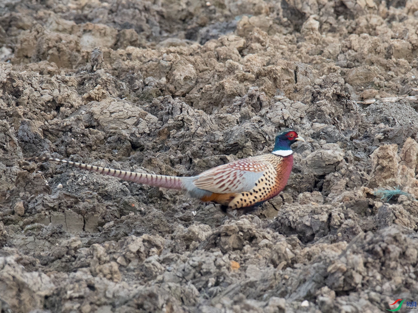 ͻȻ���ֵĻ�����