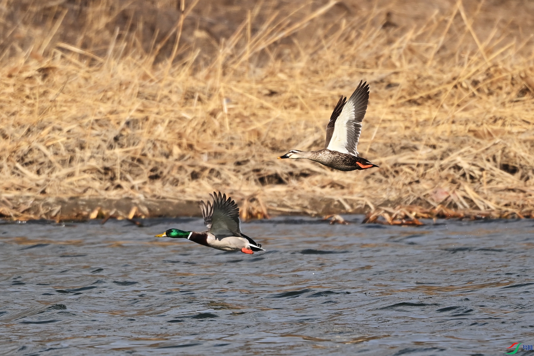 DSC_0827.jpg