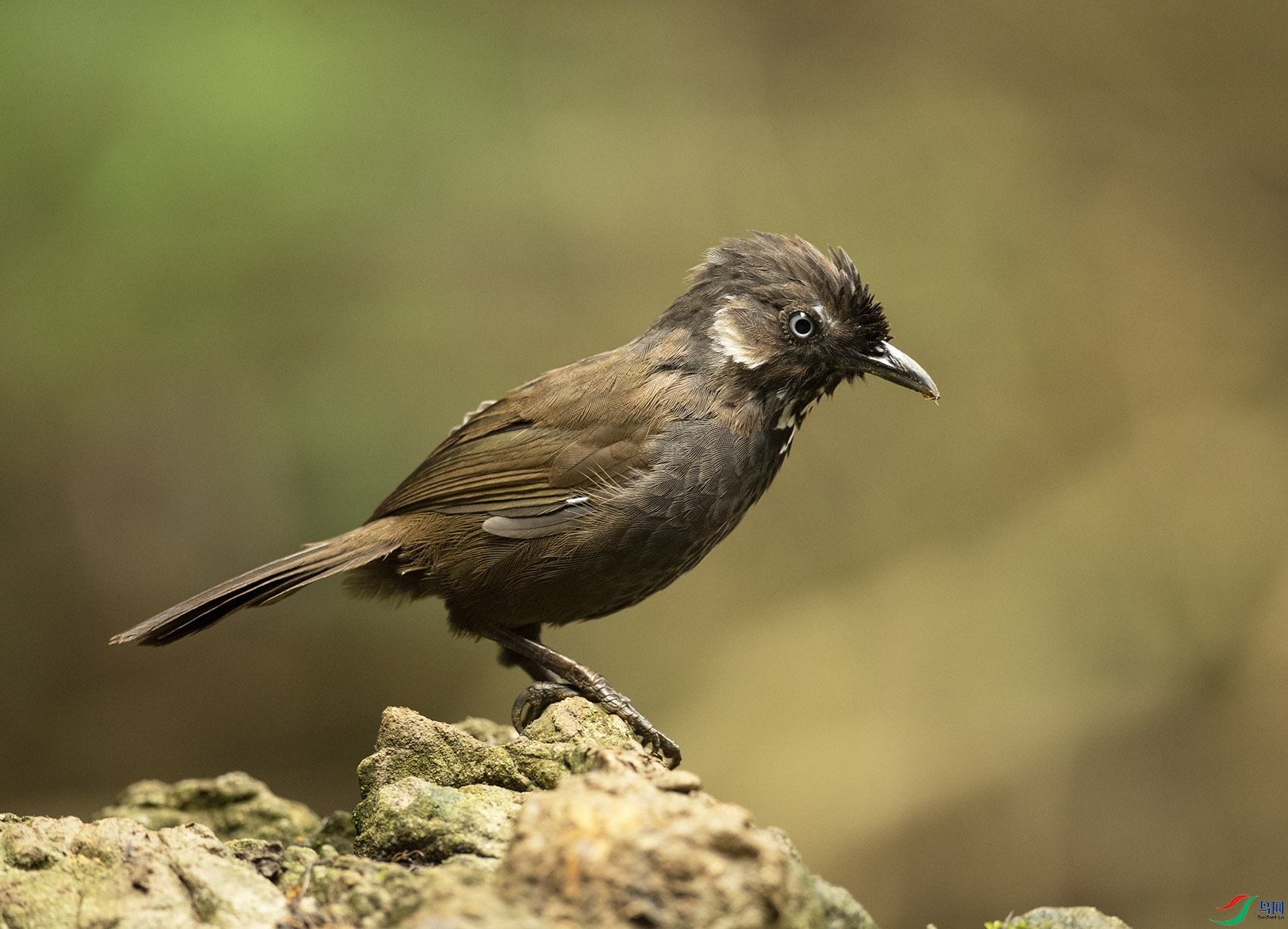Ū�����B Nonggang Babbler_DSC1998����1.jpg