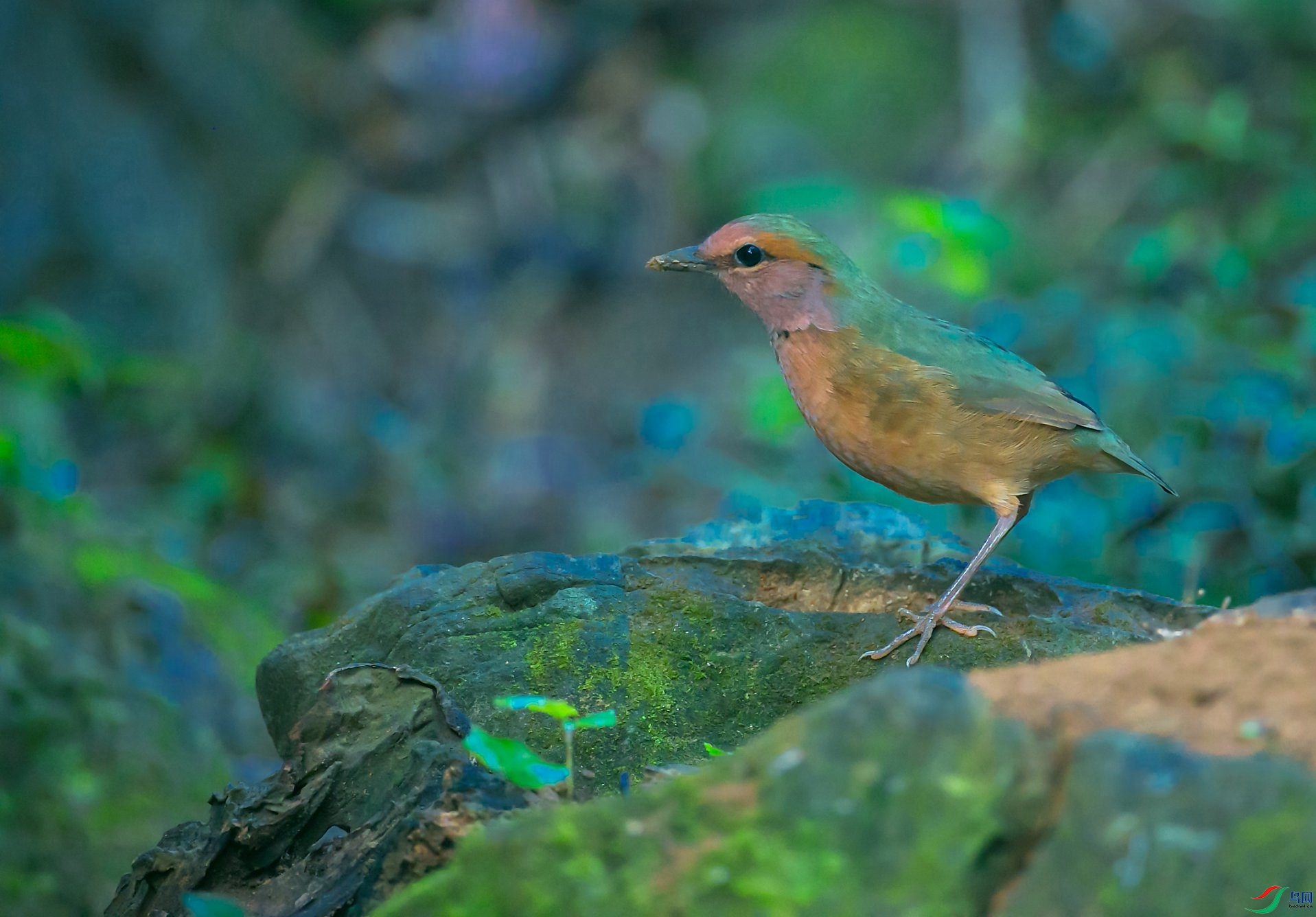 ������ɫ�