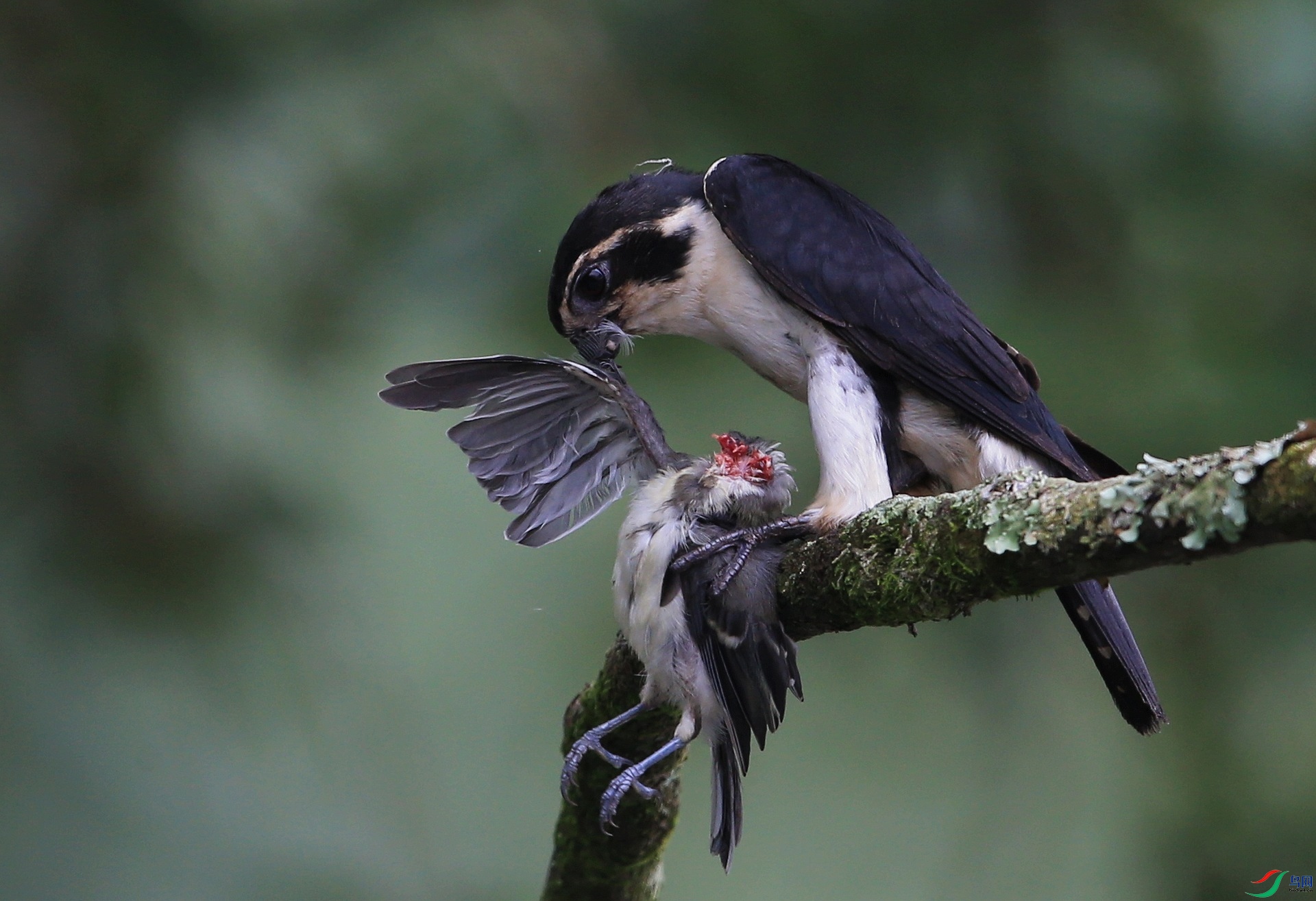 IMGL8202 - ���� (2).JPG