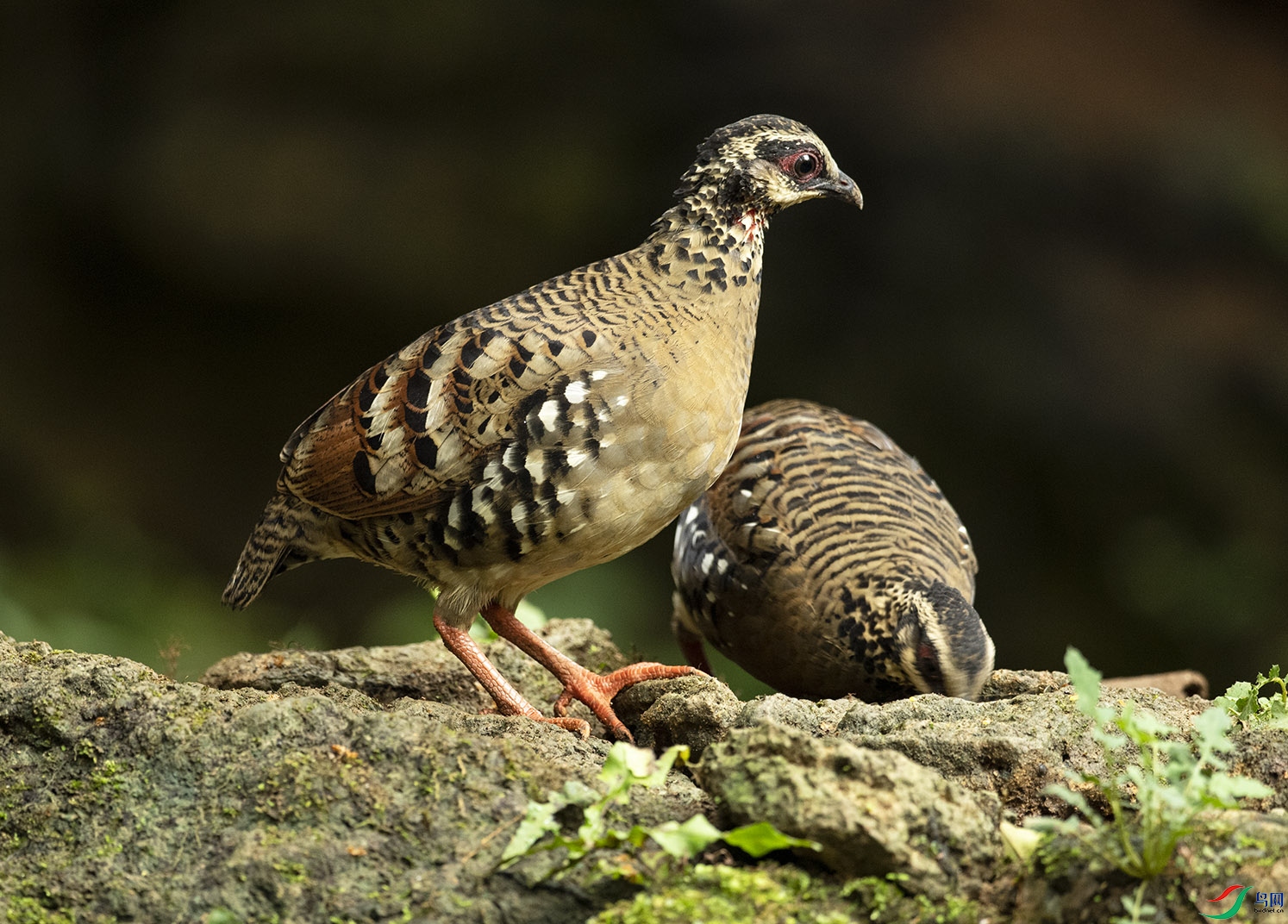 ����ɽ�p�� Bar-backed Partridge_DSC2843����1.jpg