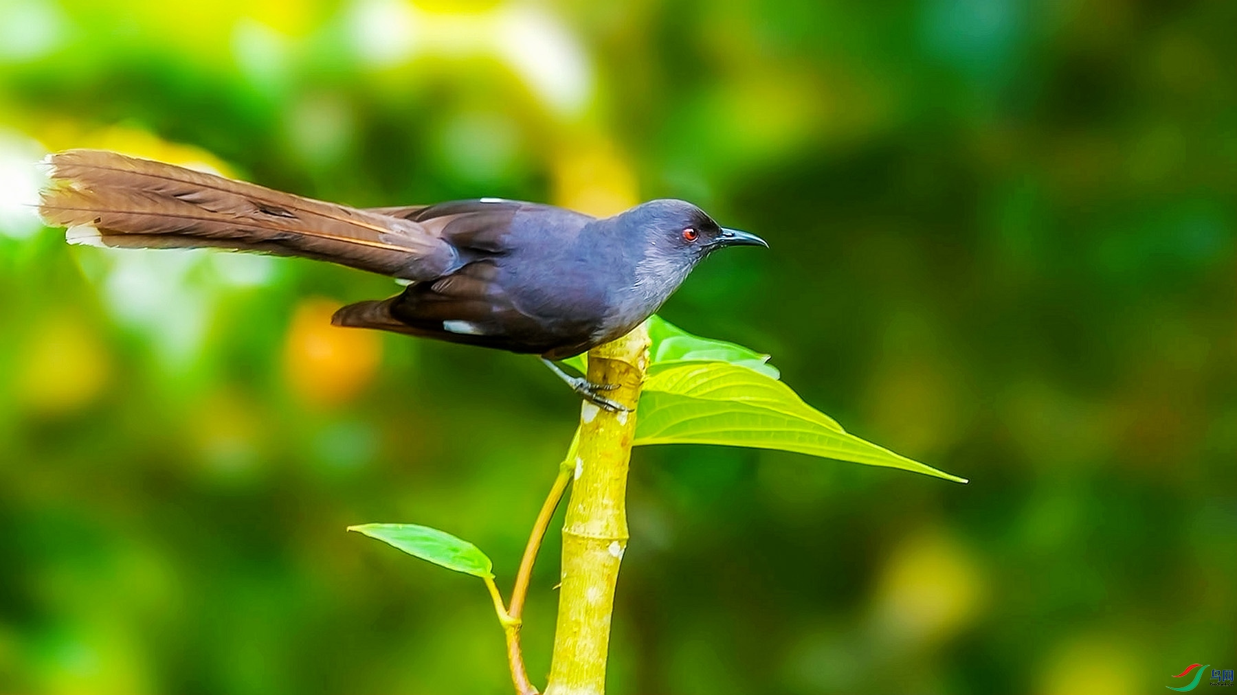 DSC_6081ps_����_����.jpg7.jpg