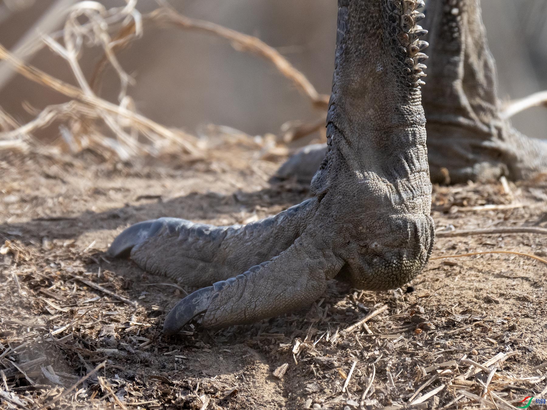 ����Ĵ��