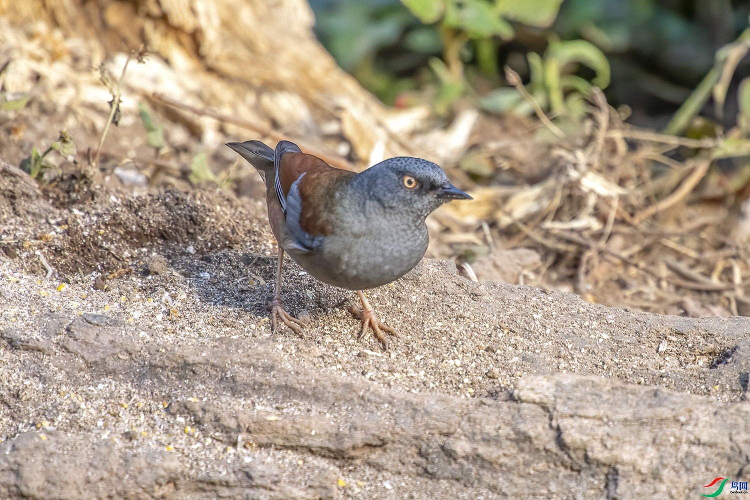 ����  ��ʦ����������ʡ��ɽ��.jpg